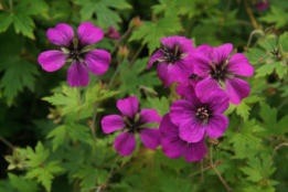 Geranium 'Anne Thomson' bestellen